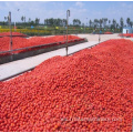 Fruta de tomate vegetal en polvo para hacer máquina